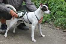 MIGAS, Hund, Bodeguero Andaluz in Schmelz - Bild 2