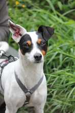 MIGAS, Hund, Bodeguero Andaluz in Schmelz - Bild 3
