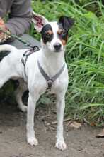 MIGAS, Hund, Bodeguero Andaluz in Schmelz - Bild 4