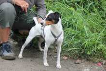 MIGAS, Hund, Bodeguero Andaluz in Schmelz - Bild 6