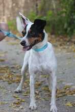 MIGAS, Hund, Bodeguero Andaluz in Schmelz - Bild 8