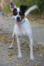 MIGAS, Hund, Bodeguero Andaluz in Schmelz - Bild 9