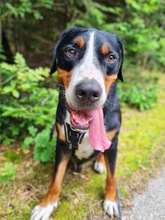 OTTO, Hund, Mischlingshund in Beckingen - Bild 1