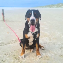 OTTO, Hund, Mischlingshund in Beckingen - Bild 2