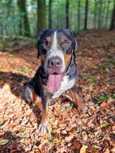 OTTO, Hund, Mischlingshund in Beckingen - Bild 3
