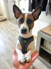 GISMO, Hund, Jack Russell Terrier in Birkenwerder - Bild 2