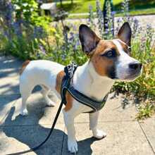GISMO, Hund, Jack Russell Terrier in Birkenwerder - Bild 3
