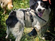 CASANOVA, Hund, Mischlingshund in Rumänien - Bild 10