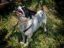 CASANOVA, Hund, Mischlingshund in Rumänien - Bild 11