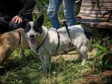 CASANOVA, Hund, Mischlingshund in Rumänien - Bild 13