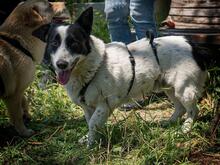 CASANOVA, Hund, Mischlingshund in Rumänien - Bild 14
