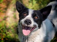 CASANOVA, Hund, Mischlingshund in Rumänien - Bild 2