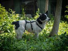 CASANOVA, Hund, Mischlingshund in Rumänien - Bild 4