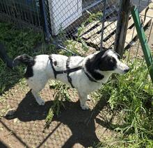 CASANOVA, Hund, Mischlingshund in Rumänien - Bild 5