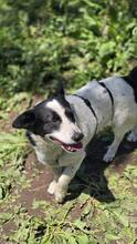 CASANOVA, Hund, Mischlingshund in Rumänien - Bild 6