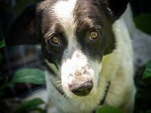 CASANOVA, Hund, Mischlingshund in Rumänien - Bild 8