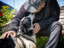 CASANOVA, Hund, Mischlingshund in Rumänien - Bild 9