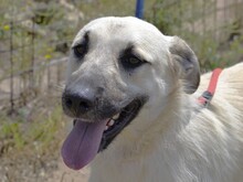 ERMES, Hund, Mischlingshund in Italien - Bild 1