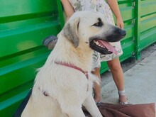 ERMES, Hund, Mischlingshund in Italien - Bild 10