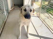 ERMES, Hund, Mischlingshund in Italien - Bild 2