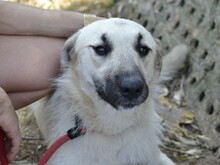 ERMES, Hund, Mischlingshund in Italien - Bild 3