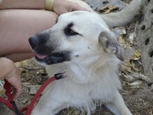 ERMES, Hund, Mischlingshund in Italien - Bild 4