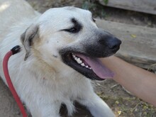 ERMES, Hund, Mischlingshund in Italien - Bild 5