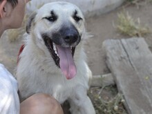 ERMES, Hund, Mischlingshund in Italien - Bild 6