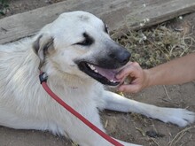 ERMES, Hund, Mischlingshund in Italien - Bild 7