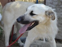 ERMES, Hund, Mischlingshund in Italien - Bild 8