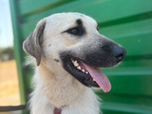 ERMES, Hund, Mischlingshund in Italien - Bild 9