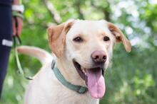 RAY, Hund, Labrador-Mischling in Ukraine - Bild 1