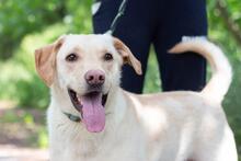 RAY, Hund, Labrador-Mischling in Ukraine - Bild 2