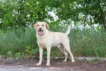 RAY, Hund, Labrador-Mischling in Ukraine - Bild 3