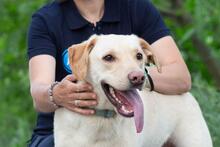 RAY, Hund, Labrador-Mischling in Ukraine - Bild 4