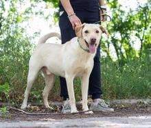 RAY, Hund, Labrador-Mischling in Ukraine - Bild 5