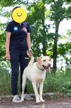 RAY, Hund, Labrador-Mischling in Ukraine - Bild 6
