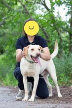 RAY, Hund, Labrador-Mischling in Ukraine - Bild 7