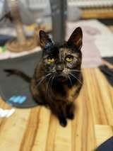 MAISIE, Katze, Europäisch Kurzhaar in Hessisch Oldendorf - Bild 1