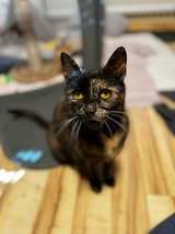 MAISIE, Katze, Europäisch Kurzhaar in Hessisch Oldendorf - Bild 2