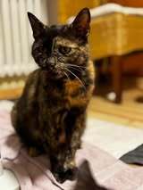 MAISIE, Katze, Europäisch Kurzhaar in Hessisch Oldendorf - Bild 4