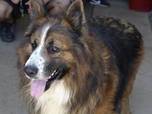 FRISBEE, Hund, Deutscher Schäferhund in Italien