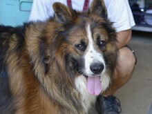 FRISBEE, Hund, Schäferhund in Italien - Bild 2