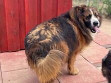 FRISBEE, Hund, Schäferhund in Italien - Bild 3