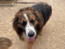 FRISBEE, Hund, Schäferhund in Italien - Bild 4