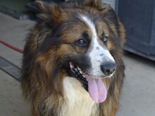 FRISBEE, Hund, Schäferhund in Italien - Bild 5