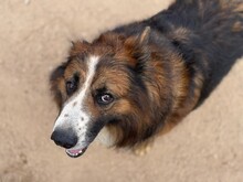 FRISBEE, Hund, Schäferhund in Italien - Bild 6