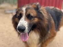 FRISBEE, Hund, Schäferhund in Italien - Bild 7
