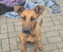 CANDY, Hund, Mischlingshund in Aerzen - Bild 1