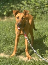 CANDY, Hund, Mischlingshund in Aerzen - Bild 2